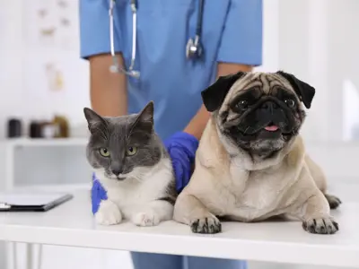 Veterinarian examining cute pug dog and cat in clinic, closeup.