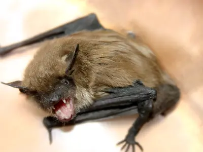 Rabid bat