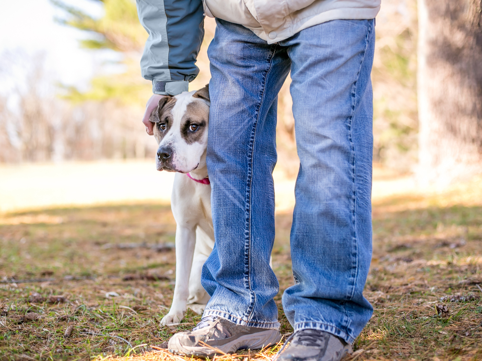 rabies-vaccine-clinics-hkpr-district-health-unit