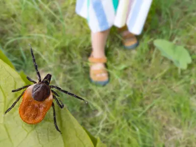 A tick and person walking in grass