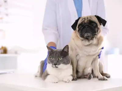 Grey and white cat and pug dog  with vet standing behind them at a clinic.