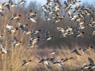 Group of ducks taking off in a marsh area.